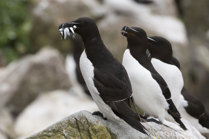 Pingouins torda
